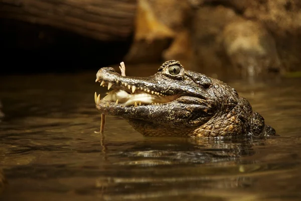 Krokodýl, jíst myši — Stock fotografie