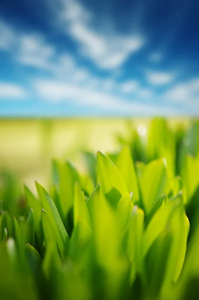 Friss, zöld fű és a kék felhős ég — Stock Fotó