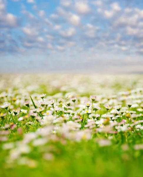 青い曇り空の花畑 — ストック写真