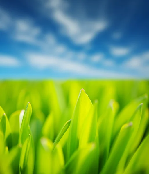 Grama verde fresca e céu azul nublado — Fotografia de Stock