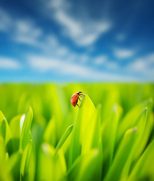 Świeża trawa zielona na pochmurne niebo — Zdjęcie stockowe