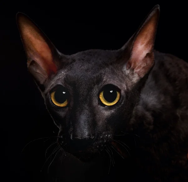 Black Cornish Rex cat — Stock Photo, Image