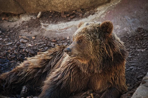 Бурый медведь лежит — стоковое фото