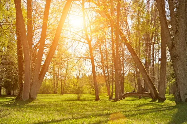 晴れた日の美しい森 — ストック写真