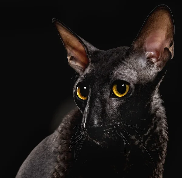 Black Cornish Rex cat — Stock Photo, Image