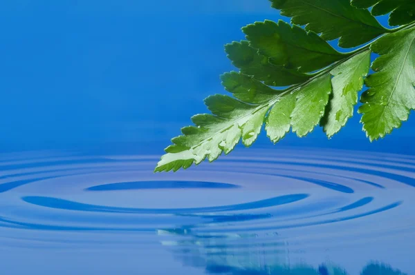 Folha verde fresca refletida na água — Fotografia de Stock