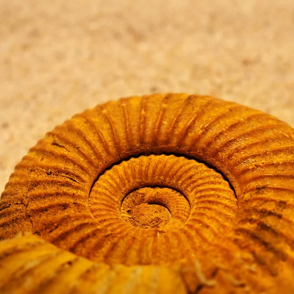 Antieke slak shell close-up — Stockfoto