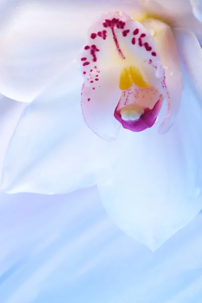 Detail eautiful orchidej květina — Stock fotografie