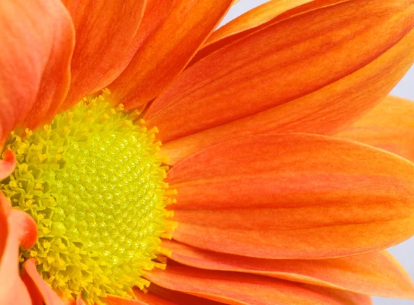 Közeli kép: egy narancs virág — Stock Fotó