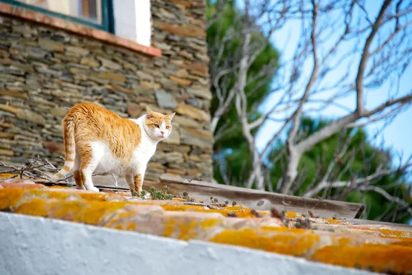 Kočka na střeše — Stock fotografie