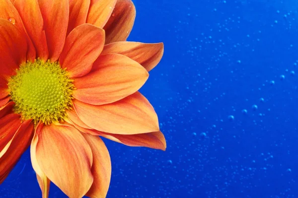 Όμορφο πορτοκαλί λουλούδι στο νερό — Φωτογραφία Αρχείου