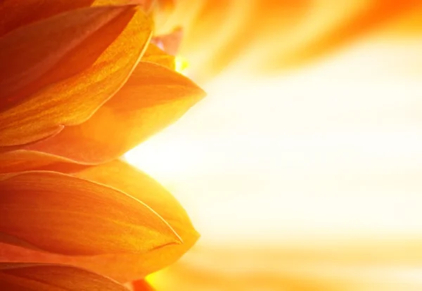 Beautiful petals of an orange flower — Stock Photo, Image