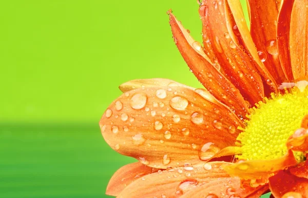 Flor de laranja com gotas de água nele — Fotografia de Stock