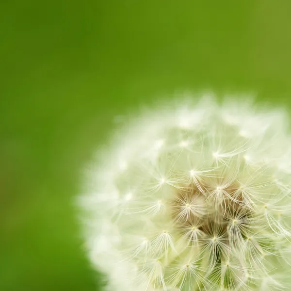 Close-up of white dandelion — Stock Photo, Image