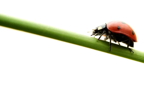 stock image Ladybug sitting on green plant isolated on white