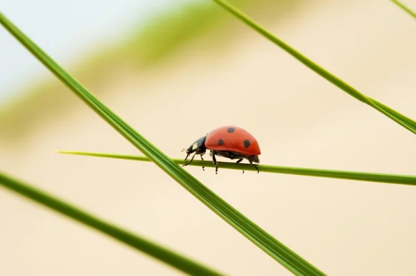 Lieveheersbeestje zittend op een gras buitenshuis — Stockfoto