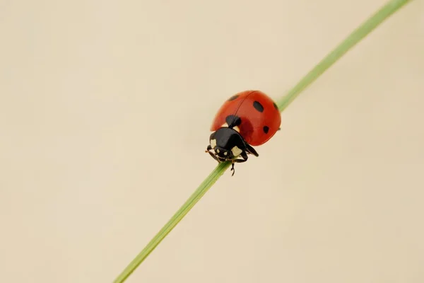 Açık havada bir çim üzerinde oturan uğur böceği — Stok fotoğraf