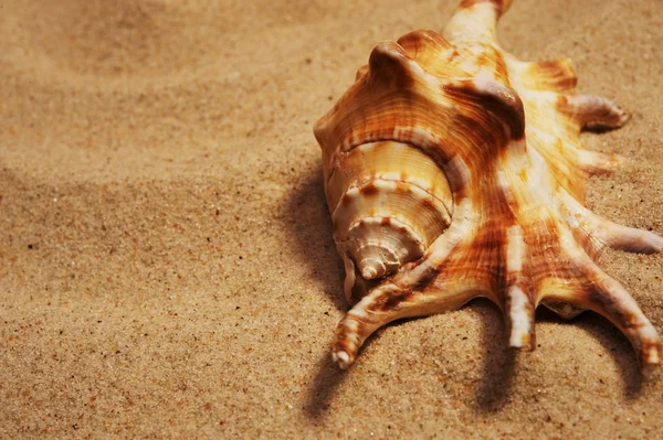 La concha marina sobre la arena — Foto de Stock