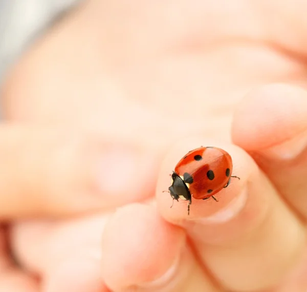 Bir insan parmağı üzerinde oturan uğur böceği — Stok fotoğraf