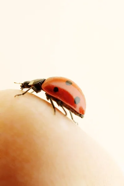 Ladybug sitting on a human finger — Stock Photo, Image