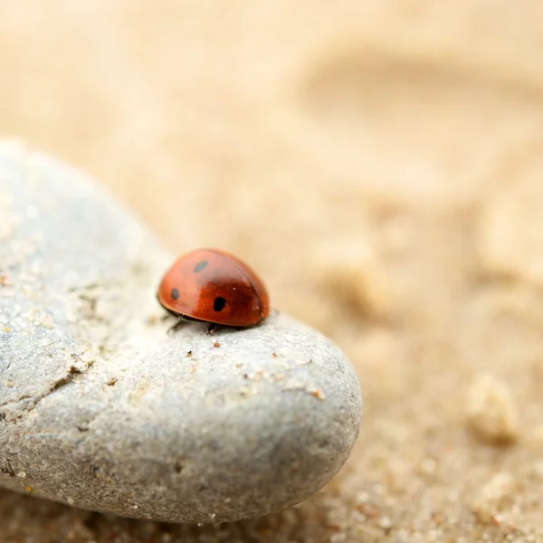 Lieveheersbeestje zittend op een rots — Stockfoto