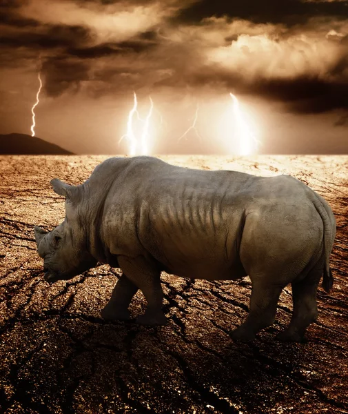 Rhino in a desert storm — Stock Photo, Image