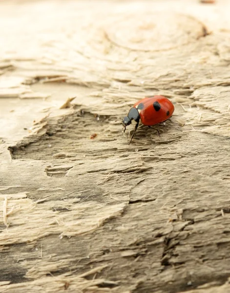 Lieveheersbeestje zittend op een hout — Stockfoto