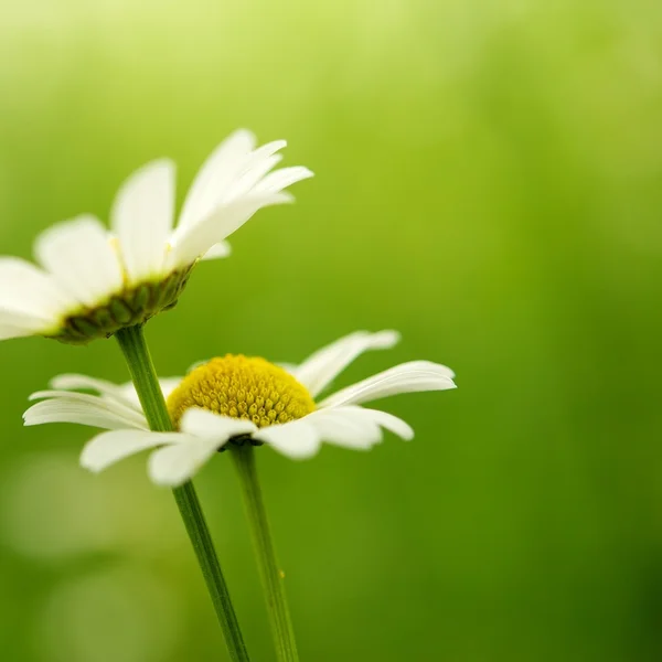 デイジーの花のクローズ アップ — ストック写真