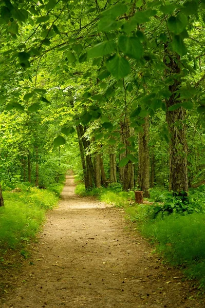 树林中的美丽路径 — 图库照片