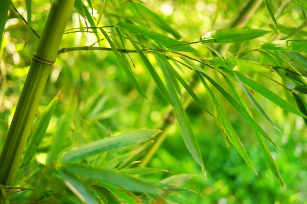 Bambus drzewo — Zdjęcie stockowe
