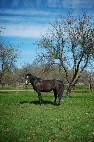 Güzel siyah at açık — Stok fotoğraf