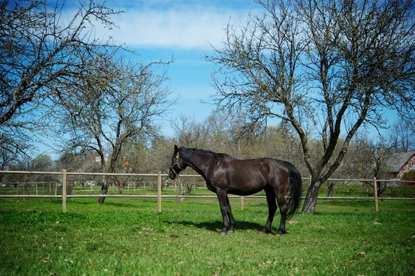 Beautiful black horse outdoor — Stock Photo, Image