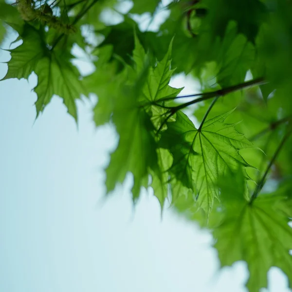 stock image Picture of a green leaves over abstract blurred background