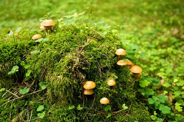 stock image Many mushrooms growing in a forest