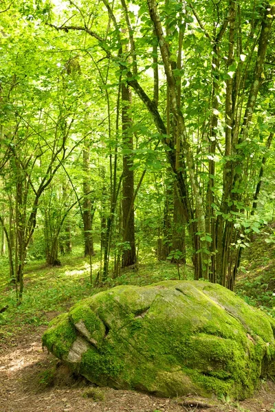 stock image Moss-grown stone in a forest