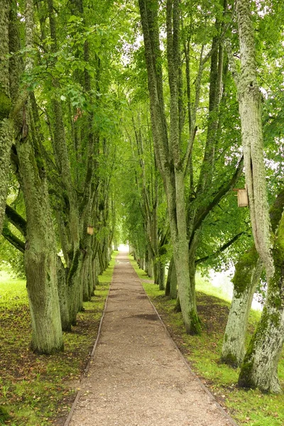 아름 다운 나무 골목 — 스톡 사진
