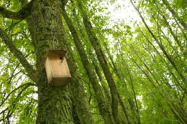 Starling-house on a tree in a forest — Stock Photo, Image
