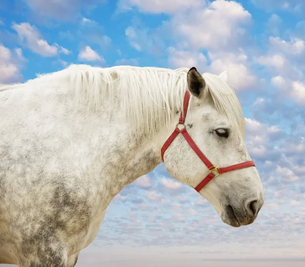 Witte paard tegen blauwe bewolkte hemel — Stockfoto