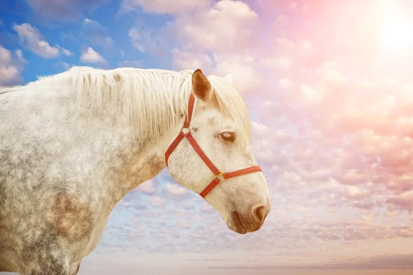 Άσπρο άλογο εναντίον μπλε συννεφιασμένο ουρανό — Φωτογραφία Αρχείου