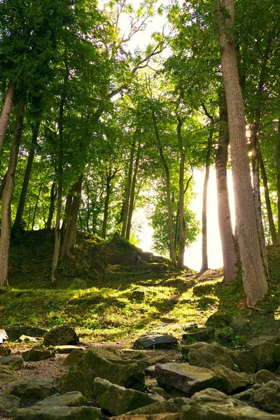 在森林里的阳光 — 图库照片