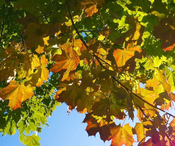 Φθινοπωρινά φύλλα πάνω από το γαλάζιο του ουρανού — Φωτογραφία Αρχείου