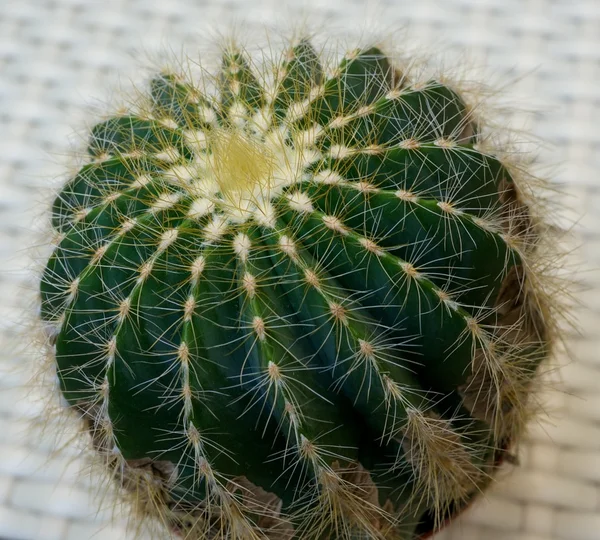 Round cactus — Stock Photo, Image