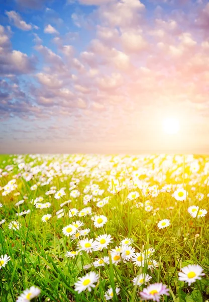 Daisy fältet över blå mulen himmel — Stockfoto