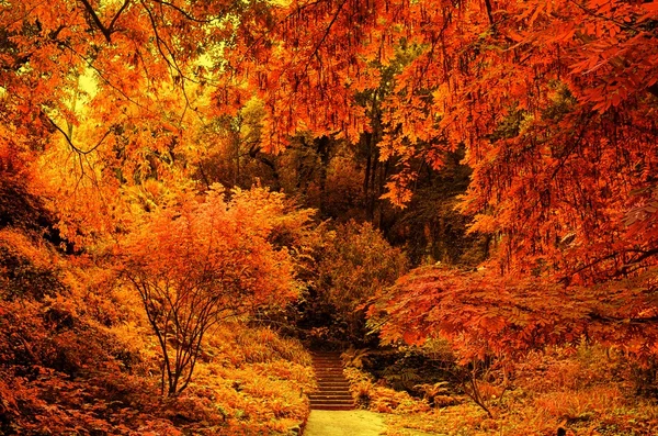Trap in een herfst park — Stockfoto