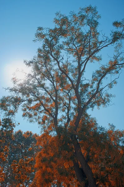 Φθινοπωρινό δέντρο ενάντια στον γαλάζιο ουρανό — Φωτογραφία Αρχείου