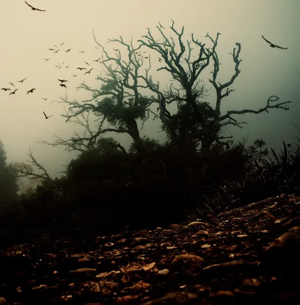 Kuşlar ele ile eski ürkütücü ağacı — Stok fotoğraf