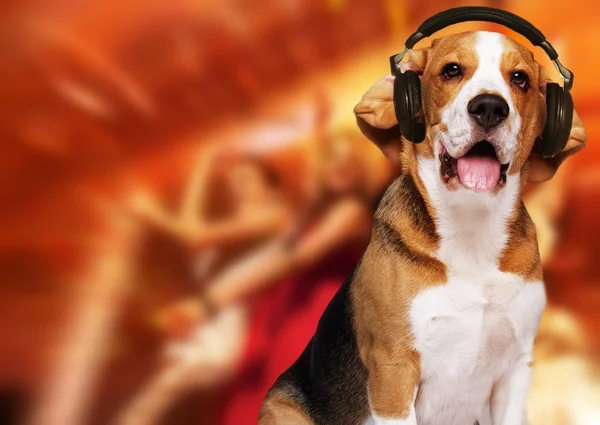 Disko arka plan üzerinde Kulaklık takmış beagle köpek — Stok fotoğraf