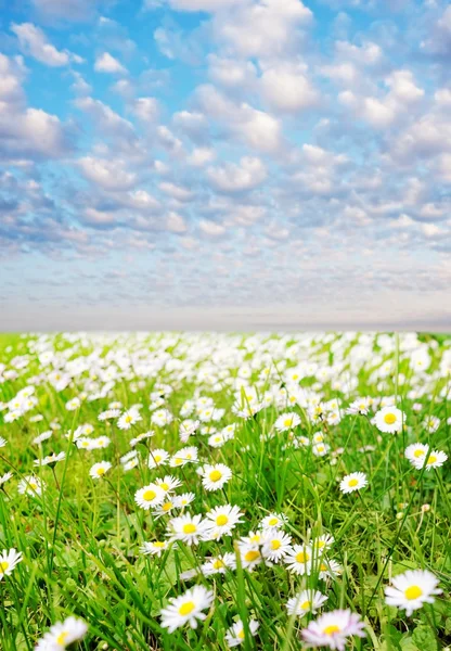 Daisy fältet över blå mulen himmel — Stockfoto