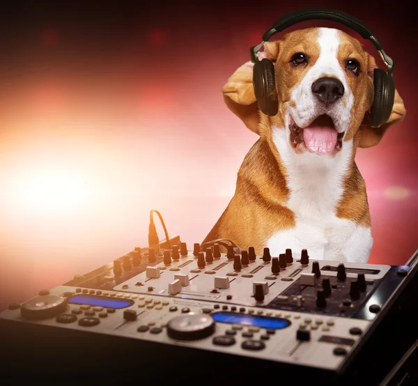 Beagle dog wearing headphones behind DJ mixer — Stock Photo, Image
