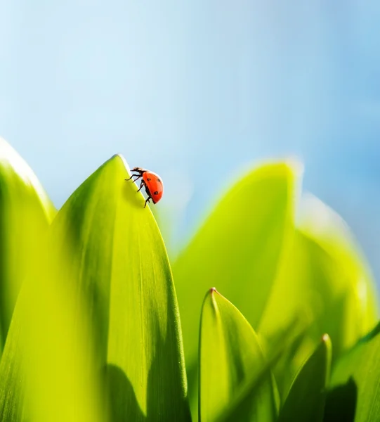 푸른 풀 위에 앉아 있는 무당벌레 — 스톡 사진